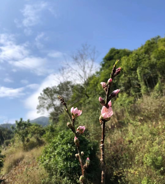 人面回归，桃花依旧